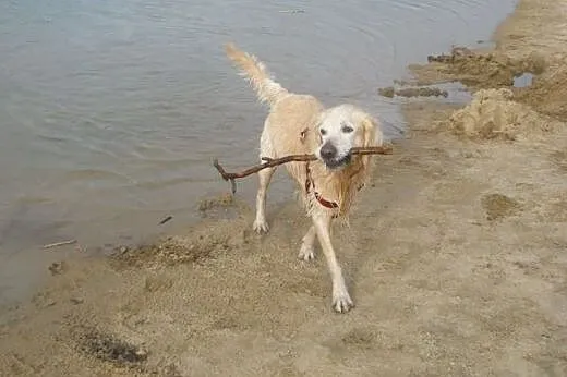 Golden Retriever DARGO - do adopcji,  śląskie Częs