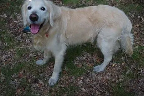 Golden Retriever DARGO - do adopcji,  śląskie Częs