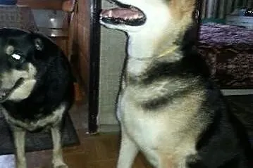 POMOCY ich pani umarła! Orion i Nuka PILNIE szukaj