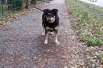 POMOCY ich pani umarła! Orion i Nuka PILNIE szukaj