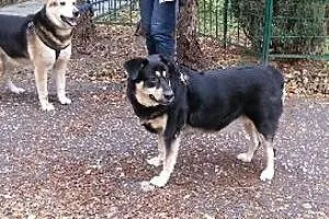 POMOCY ich pani umarła! Orion i Nuka PILNIE szukaj