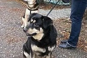 POMOCY ich pani umarła! Orion i Nuka PILNIE szukaj