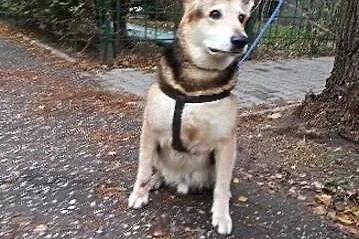 POMOCY ich pani umarła! Orion i Nuka PILNIE szukaj