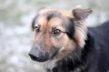 Magnolia do adopcji, co wleje w serce mnóstwo miłości.,  mazowieckie Warszawa