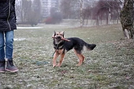 Magnolia do adopcji, co wleje w serce mnóstwo miło