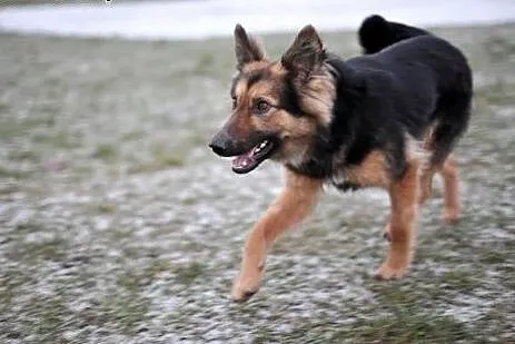Magnolia do adopcji, co wleje w serce mnóstwo miło