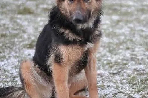 Magnolia do adopcji, co wleje w serce mnóstwo miło
