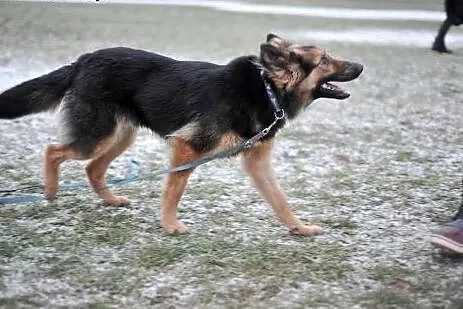 Magnolia do adopcji, co wleje w serce mnóstwo miło