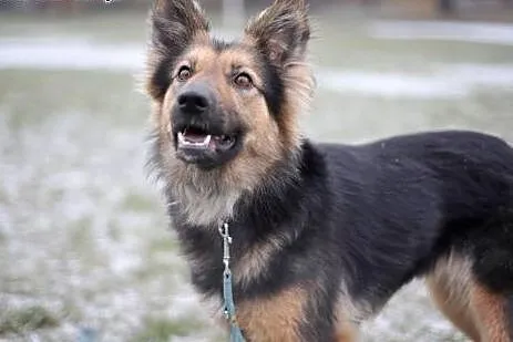 Magnolia do adopcji, co wleje w serce mnóstwo miło