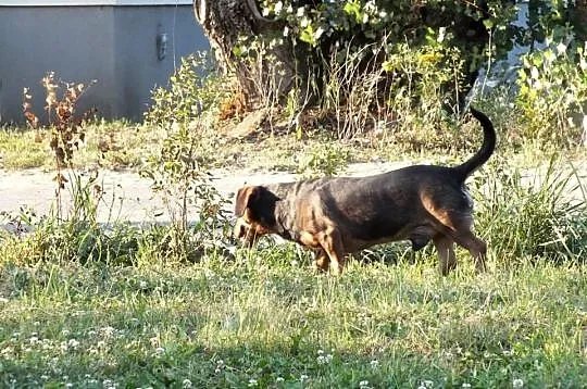Fant szuka domu