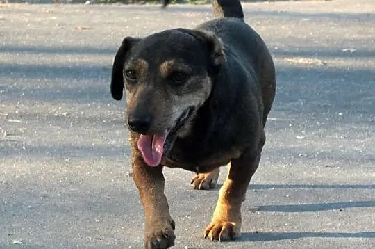 Fant szuka domu