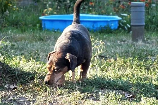 Fant szuka domu