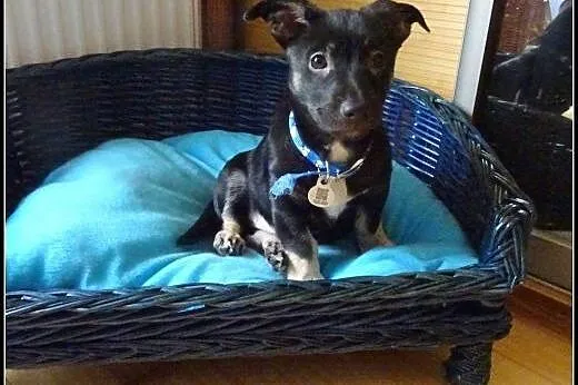 Aramis - super przyjacielski maluch do adopcji!, mazowieckie Warszawa
