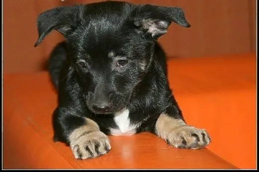 Aramis - super przyjacielski maluch do adopcji!,  