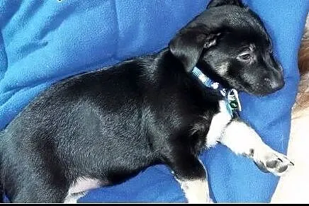 Aramis - super przyjacielski maluch do adopcji!,  