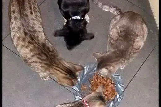 Aramis - super przyjacielski maluch do adopcji!,  
