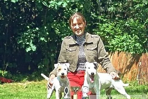 Parson Russell Terrier 