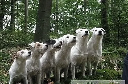 Parson Russell Terrier