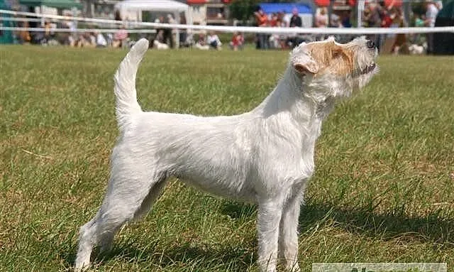 Parson Russell Terrier