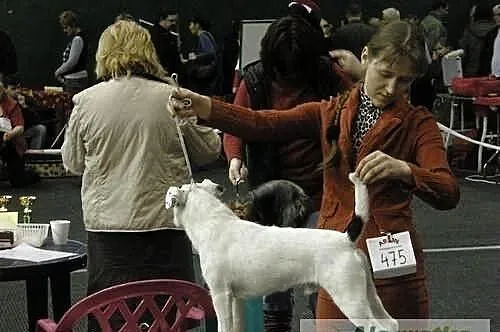 Parson Russell Terrier