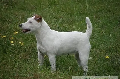 Parson Russell Terrier