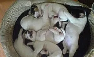Parson Russell Terrier