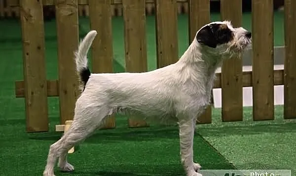 Parson Russell Terrier