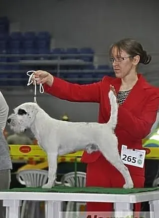 Parson Russell Terrier