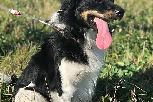 Frędzelek-3letni, 12kg, wesoły, towarzyski, kontaktowy,  mazowieckie Warszawa, Mazowieckie, Warszawa