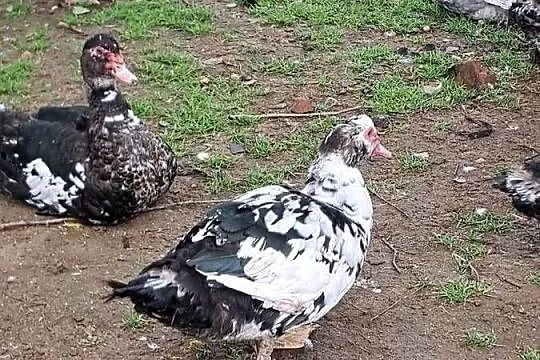 Młode Kaczory francuskie 6-7kg