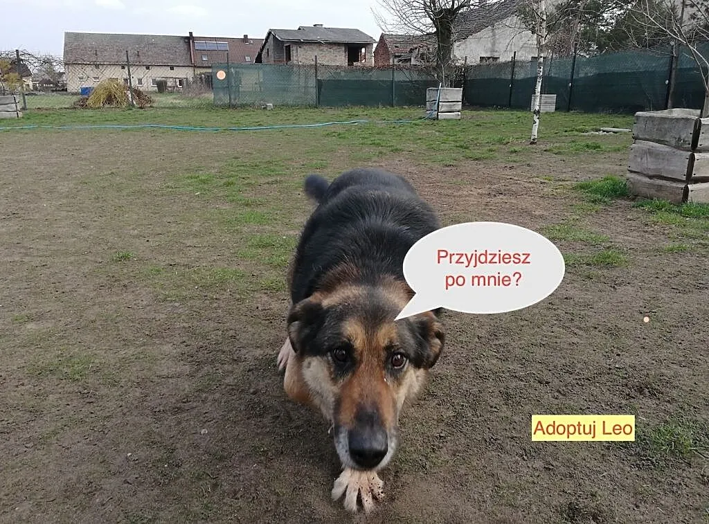 Nie jestem strachliwy ale wrażliwy Leo, Małopolskie, Kraków