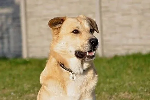 ROKI -młody pies w typie labradora,,  śląskie Kato, Katowice