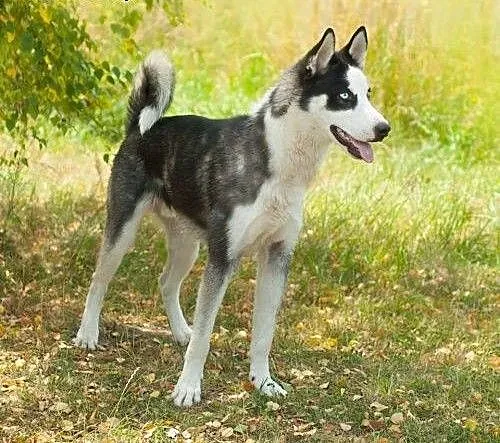 Loth, młody psiak w typie husky szuka domu, śląsk