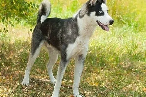 Loth, młody psiak w typie husky szuka domu,  śląsk
