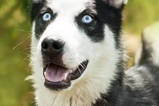 Loth, młody psiak w typie husky szuka domu,  śląsk