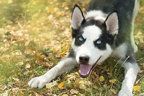 Loth, młody psiak w typie husky szuka domu,  śląsk