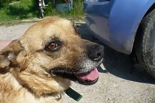Wedel – mega słodki psiak do adopcji,  m