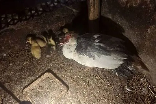 Sprzedam kaczke z małymi, Małopolskie, Łososina Dolna