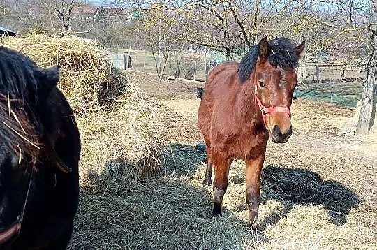 Źrebaki huculskie, Podkarpackie, Tuligłowy