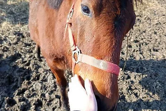 Źrebaki huculskie, Podkarpackie, Tuligłowy