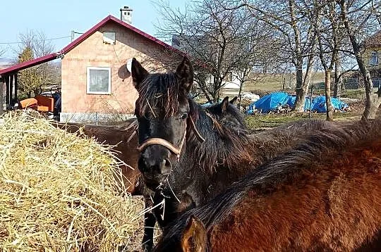 Źrebaki huculskie, Podkarpackie, Tuligłowy
