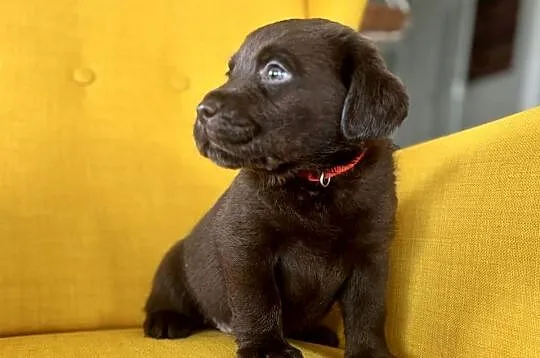 Labrador czekoladowy szczenię piesek