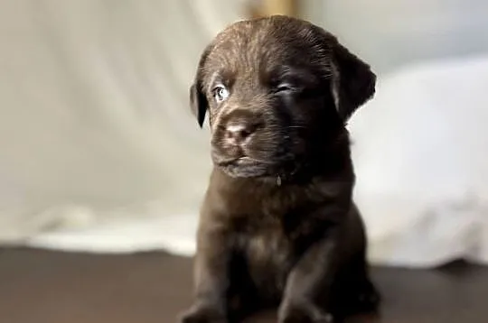 Labrador czekoladowy szczenię piesek, Łódzkie, Piekary