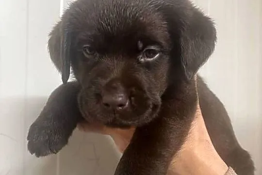 Labrador czekoladowy szczenię piesek, Łódzkie, Piekary