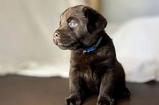 Labrador czekoladowy szczenię piesek, Łódzkie, Piekary