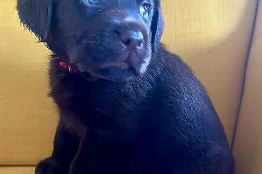 Labrador czekoladowy szczenię piesek, Łódzkie, Piekary