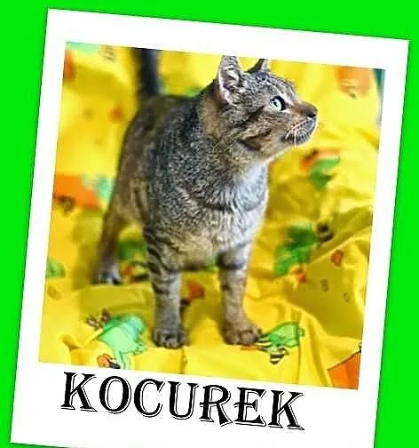 Kocurek kochający psy,mruczący,przytulaśny.ADOPCJA