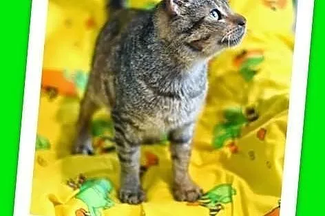 Kocurek kochający psy,mruczący,przytulaśny.ADOPCJA
