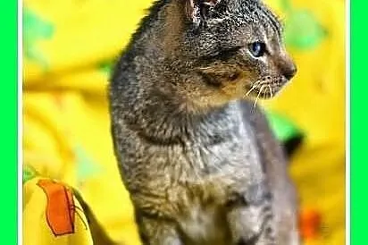 Kocurek kochający psy,mruczący,przytulaśny.ADOPCJA