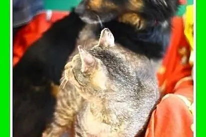 Kocurek kochający psy,mruczący,przytulaśny.ADOPCJA